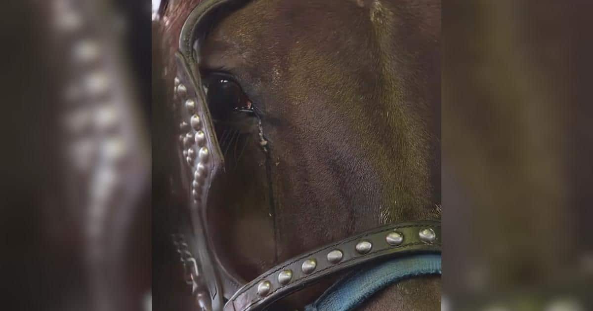 Heartbreak Turned to Hope Thanks to One Brave Horse