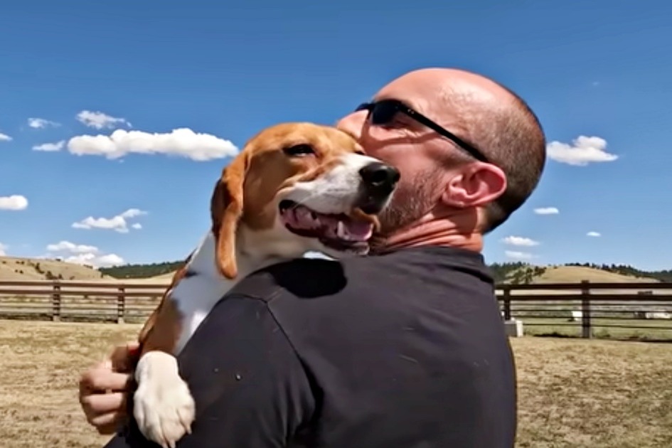 Lab Beagle Jumps Into Man’s Arms To Thank Him For His New Life