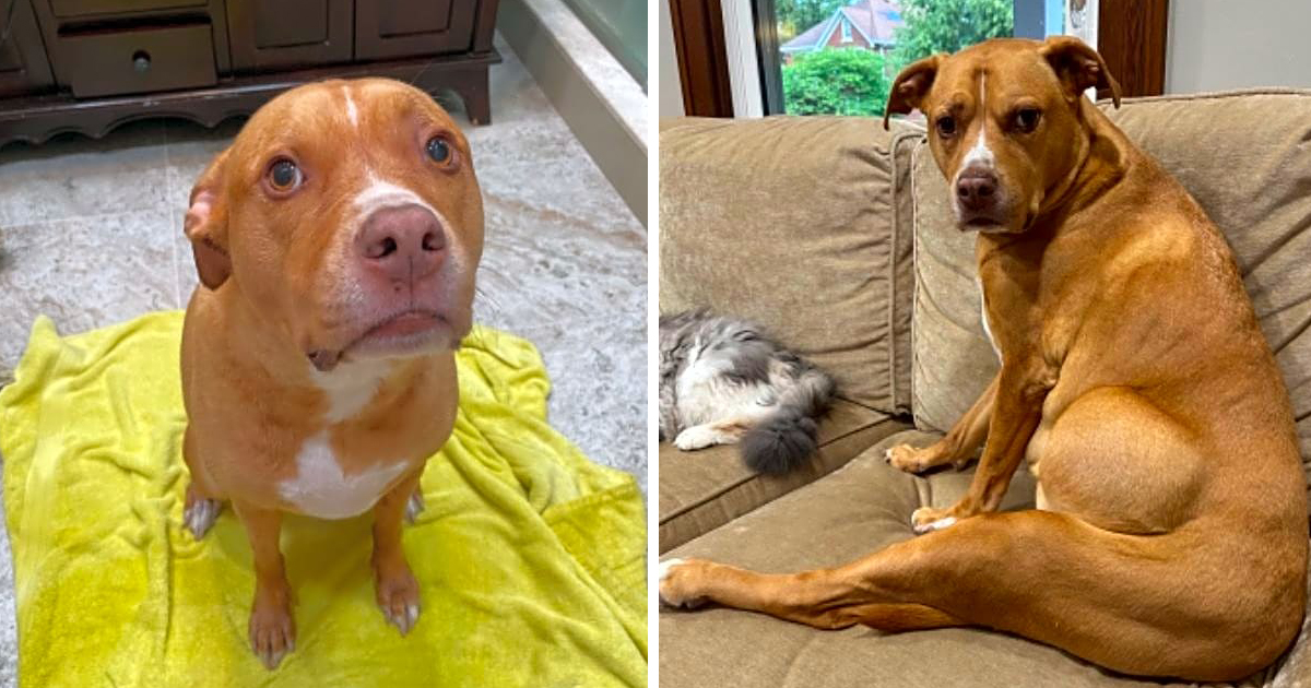 Donate to Cover the Cost of Roxie's Surgery