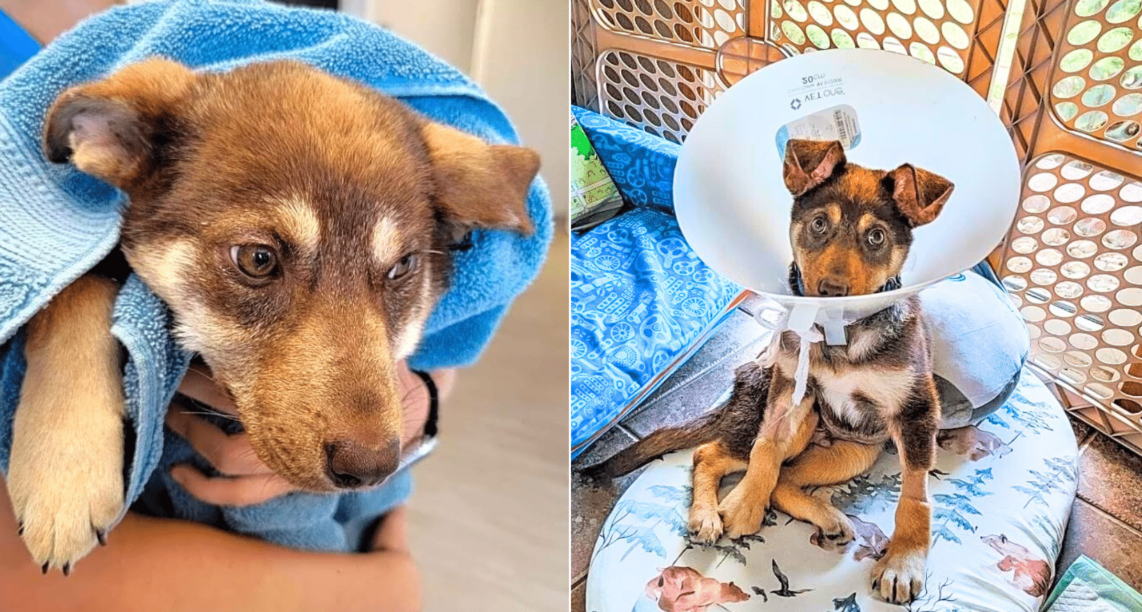 Puppy's Tragic Past Leaves Him Battling For His Life