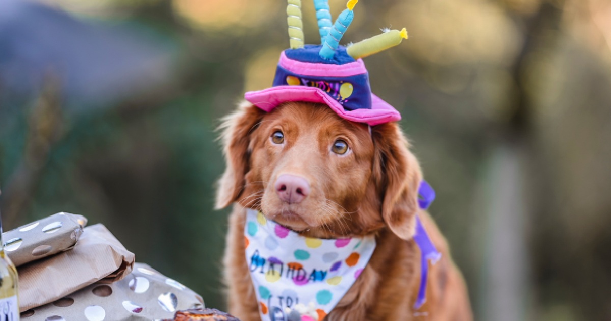 The 17 Best Dog Birthday Gifts To Celebrate Your Special Pup