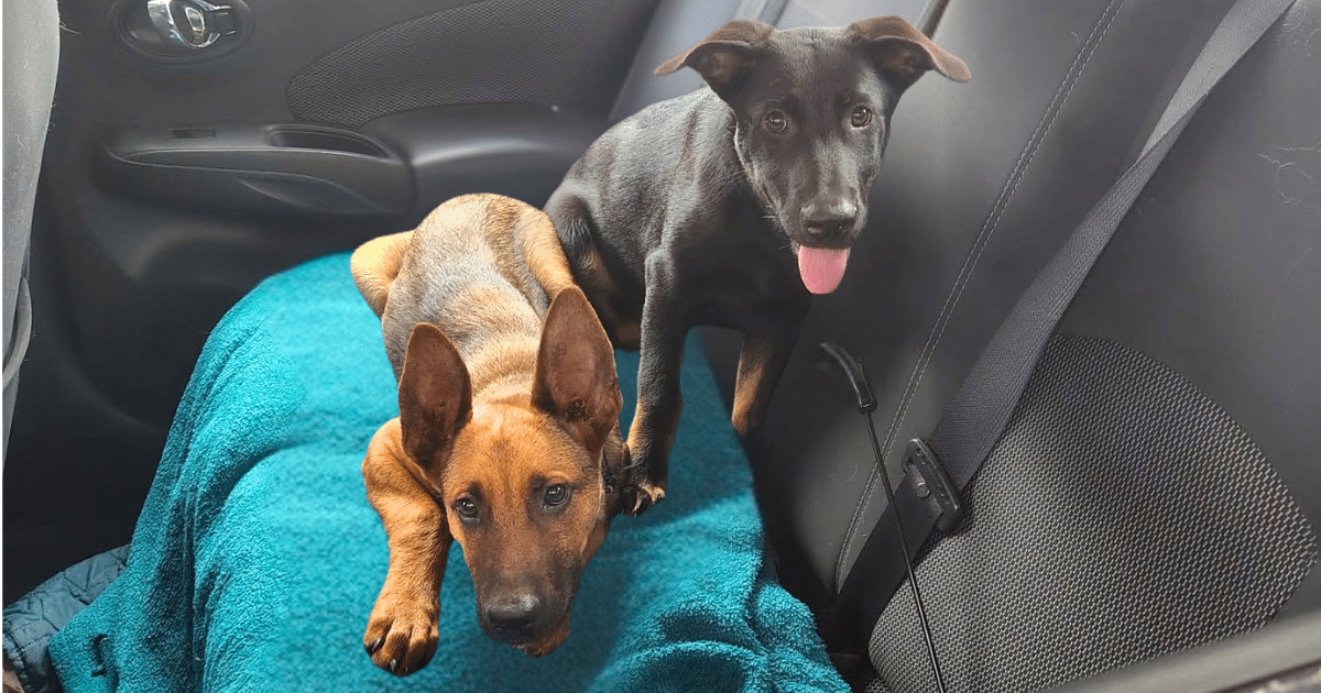 Ellie & Jett Were Under The Gun. Thanks To You, They’re Headed Toward Hope.