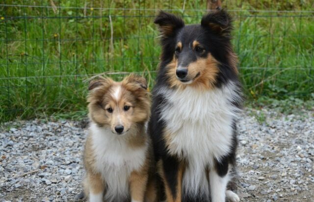 Top 13 Dog Breeds That Will Melt Your Heart with Their Love