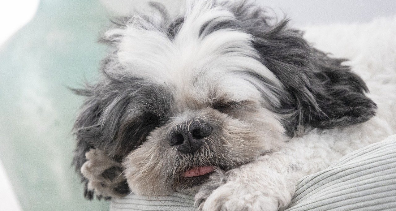 9 Dog Breeds with the Funniest Sleep Positions