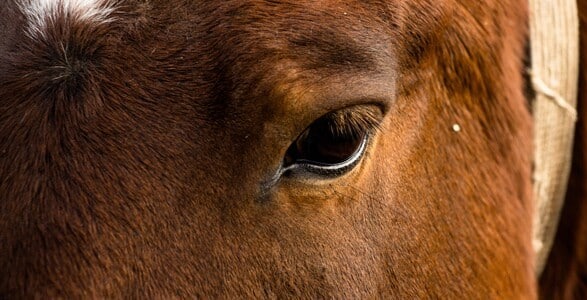 One Individual Responsible for Abusing 170 Animals Since April