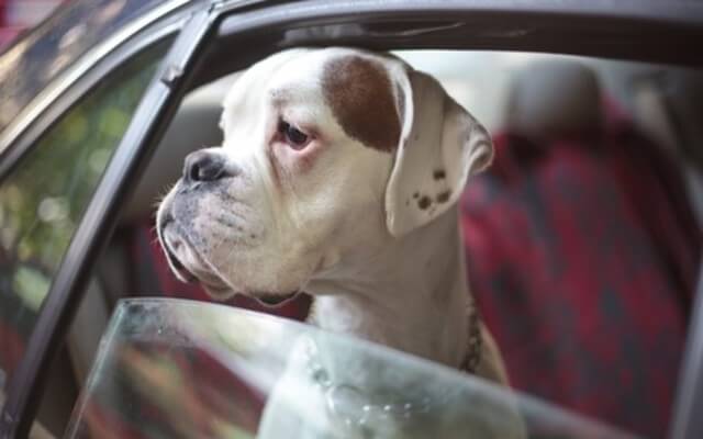 Can CBD Oil Help Your Dog’s Stress and Nausea In The Car?