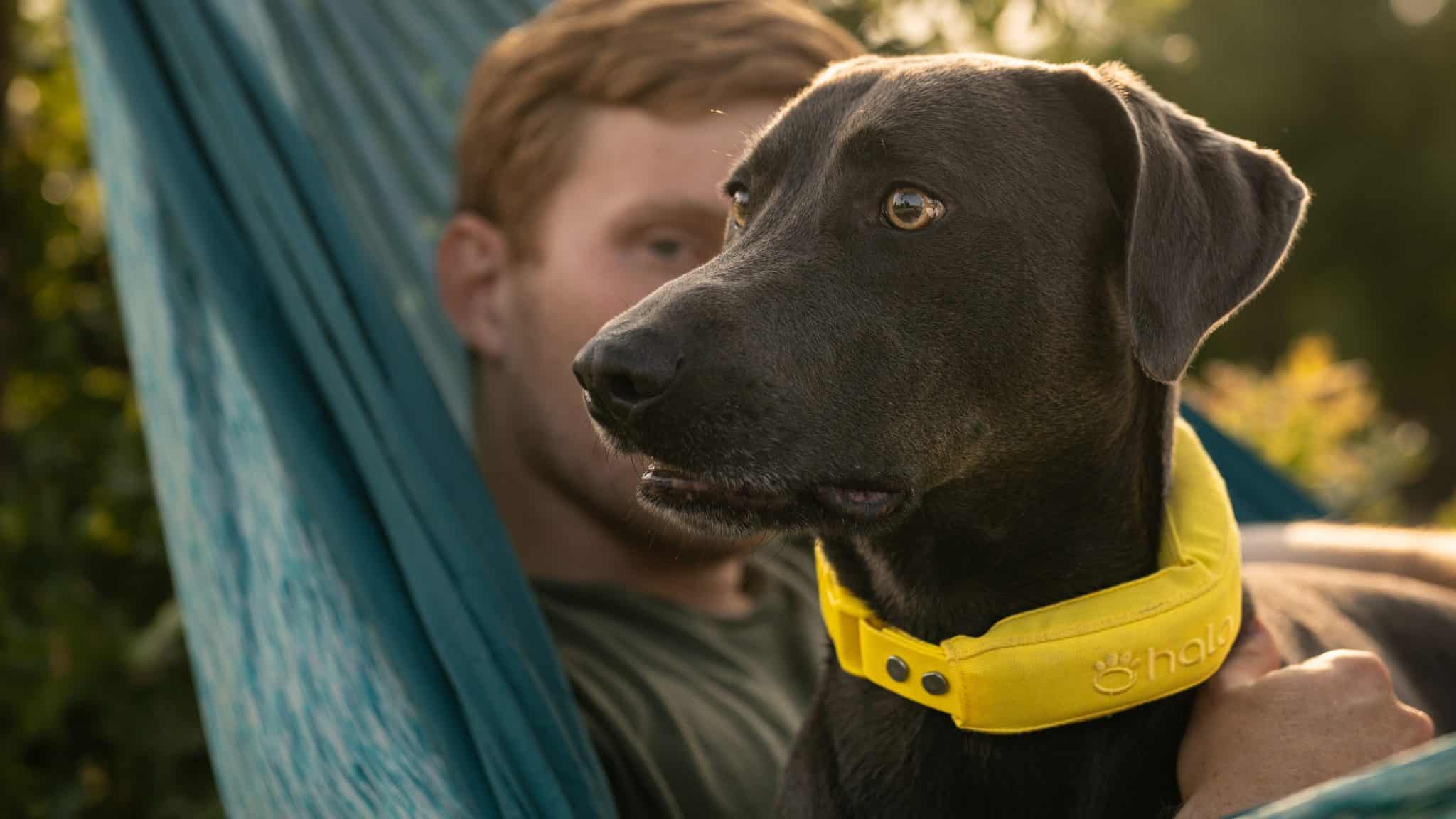 From Leash to Liberty: Smart Fencing for Dogs