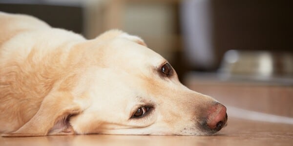 Man Abused His Sweet Dog, Peaches, While Livestreaming