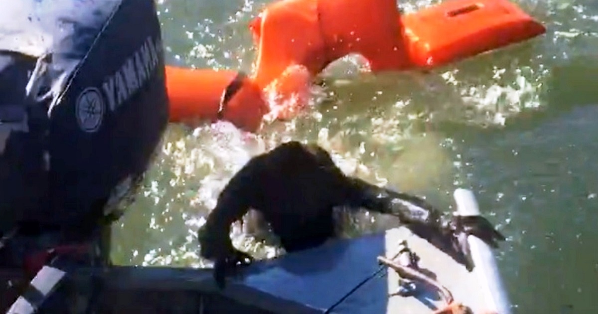 Fisherman Throws A Life Jacket To Save A Drowning Dog But It’s ‘Not A Dog’ At All