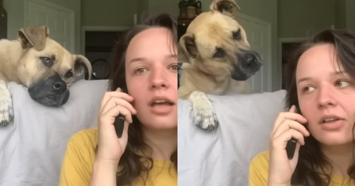 Dog Gets Thrilled as Owner Uses His ‘Favorite Words’ During Pretend Phone Call