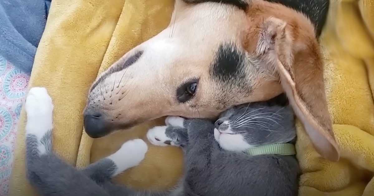 Woman Adopts Cat For Dog In Mourning, Finds Them Like This The Next Day
