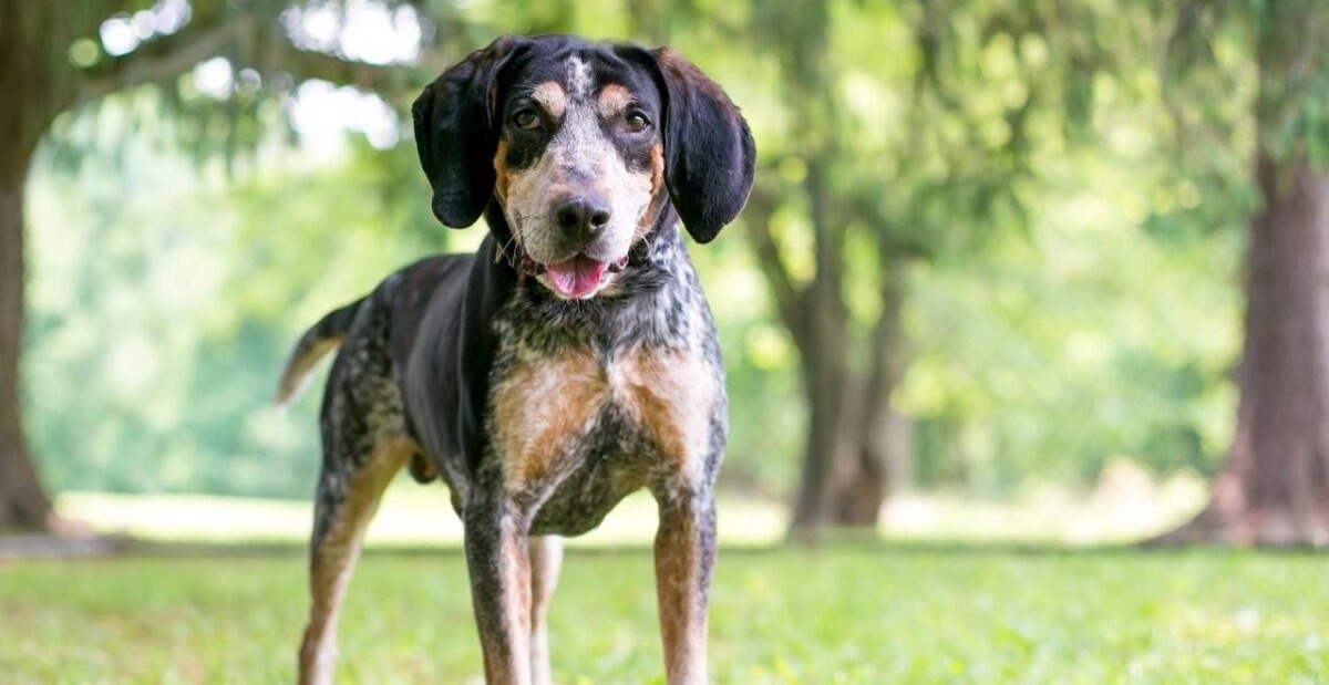 7 Dog Breeds That Have Extra Toes And What It Means