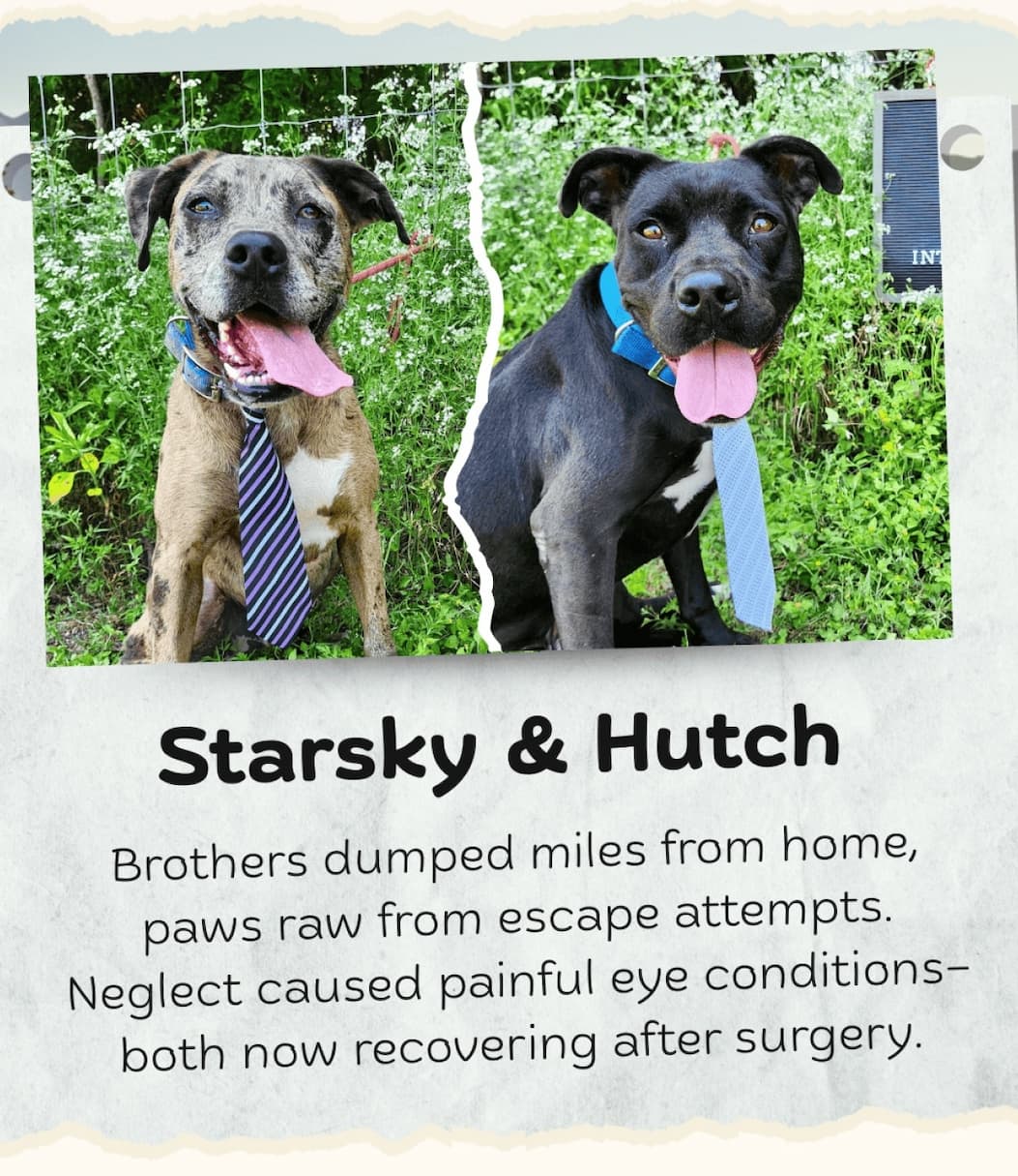 Starsky & Hutch - Brothers dumped miles from home, paws raw from escape attempts. Neglect caused painful eye conditions—both now recovering after surgery.