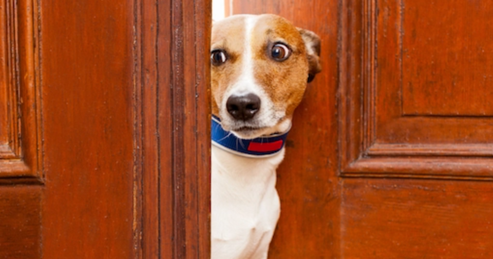 17 Things Humans Do That Dogs Dislike