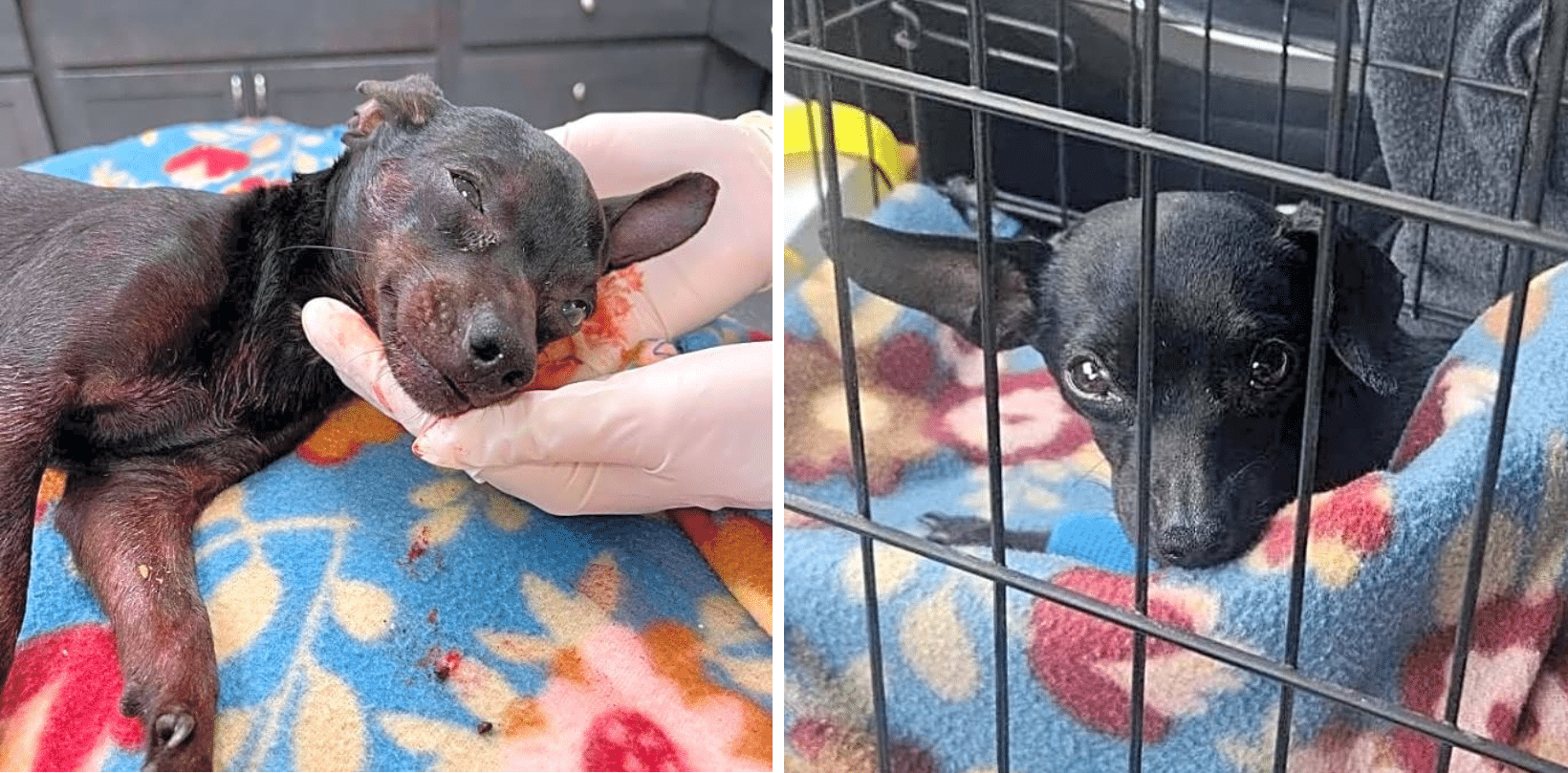 Frankie Was Attacked, Now He Is Fighting For His Life