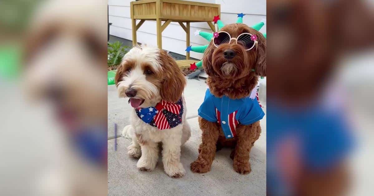 These Festive Pups Celebrated America’s 250th in the Cutest Way