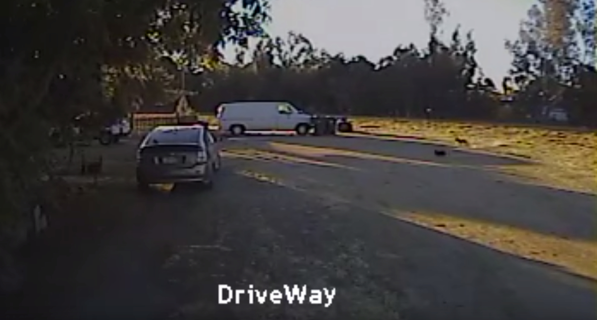 Small Dog’s Being Carried Off By A Coyote When Neighbor’s Heroic Dog Comes Running