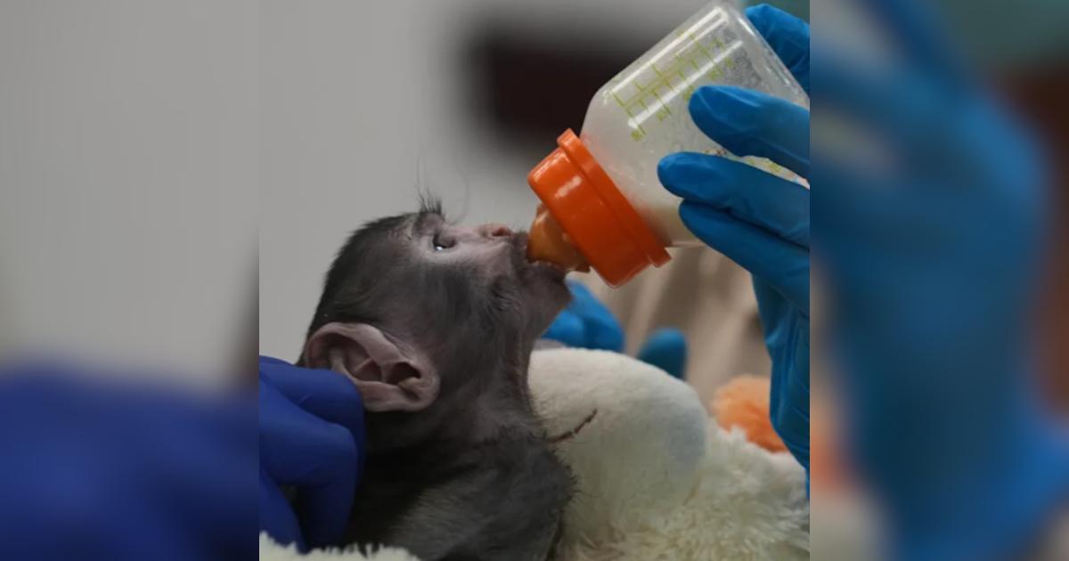 Punch Captured Hearts First, Now Yuji the Baby Monkey and His Teddy Bear Are Doing the Same