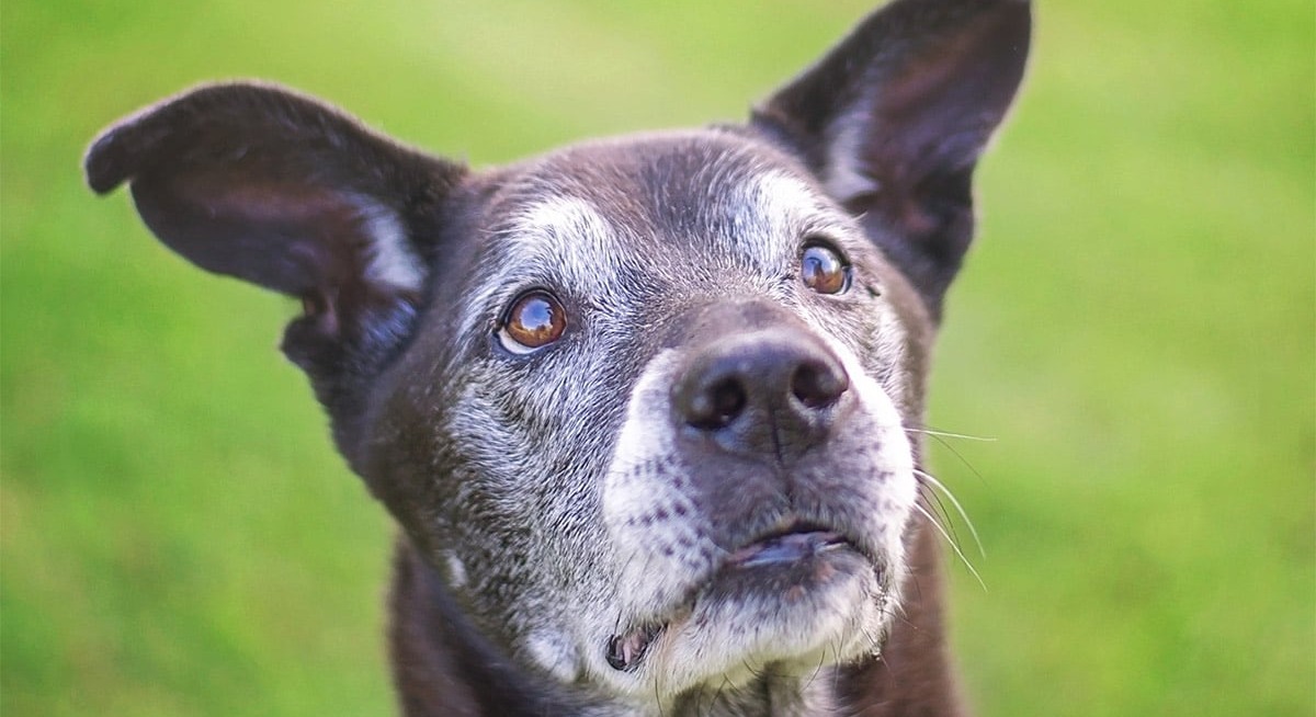 Can CBD Help My Aging Dog?