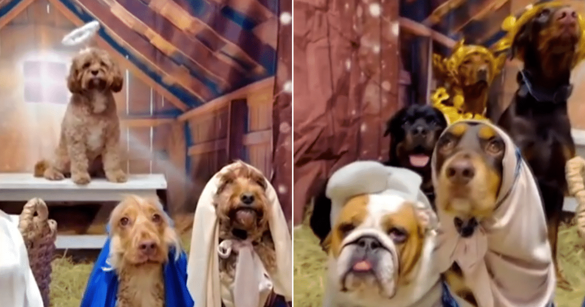Daycare Dogs Recreate Nativity Scene in Full Costume