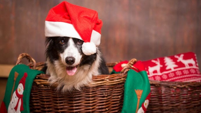 Make Tails Wag with Our Holiday Gift Guide—Each Gift Supports Hungry Shelter Pups 🐕❤️