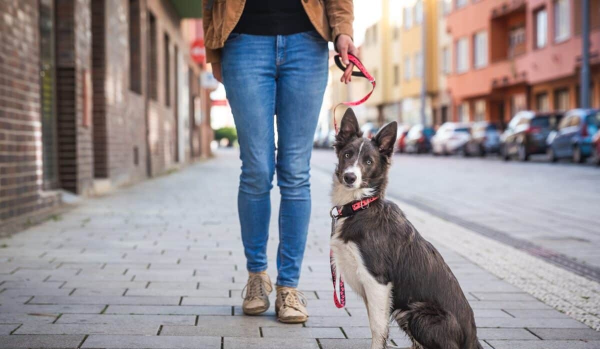 15 Reasons To Keep Your Dog On Leash (Even When It’s Legal Not To)