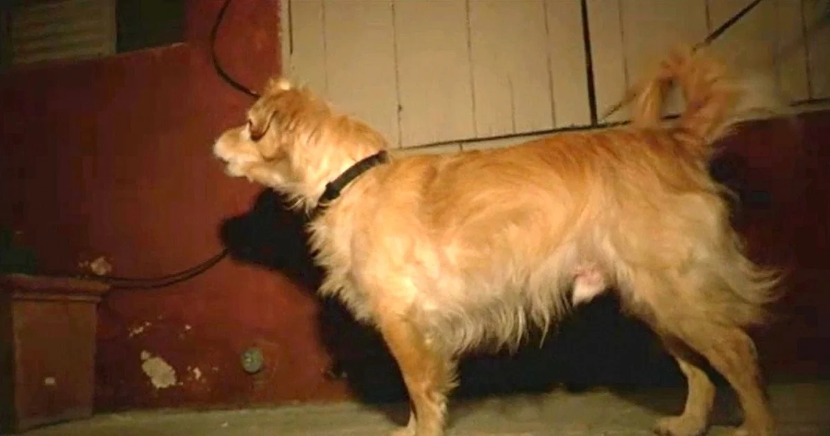 Quiet Rescue Dog Started Barking At Wall One Day, Owner Grabbed Him And Runs