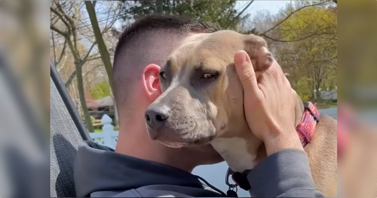 A Guy Adopts Rejected Pit Bull Puppy And Learns ‘The Truth’ About His Breed