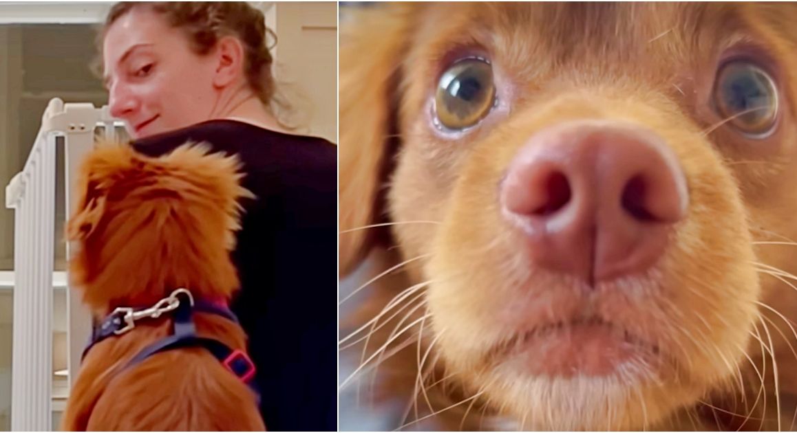Woman Writes Love Letter To Her Rescue Dog That Everyone Should Read