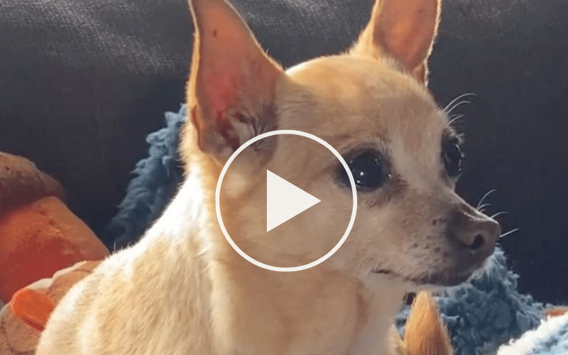 The Worst Toxic Foods For Dogs