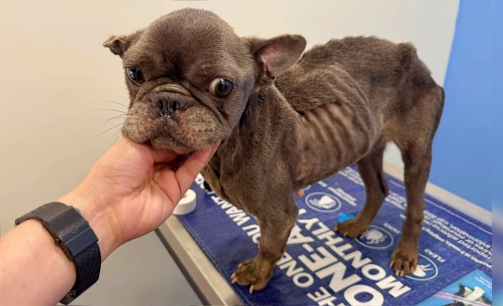 Dog Faced ‘Impending Doom’ When Shelter Ran Out Of Resources