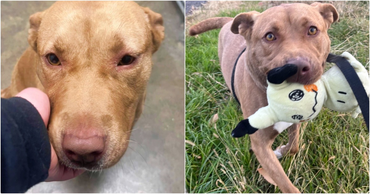 The Last Dog Left In Shelter Plays With Her ‘Imaginary Friends’