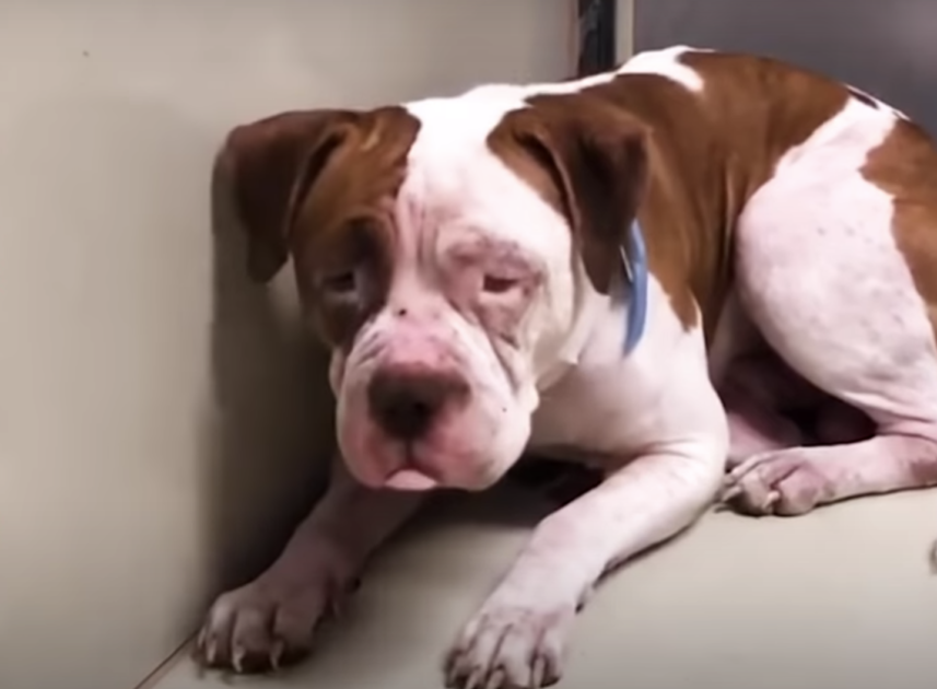 Shaking Pit Bull Wouldn’t Leave Shelter Corner, ‘Heard A Voice’ & Inched Forward