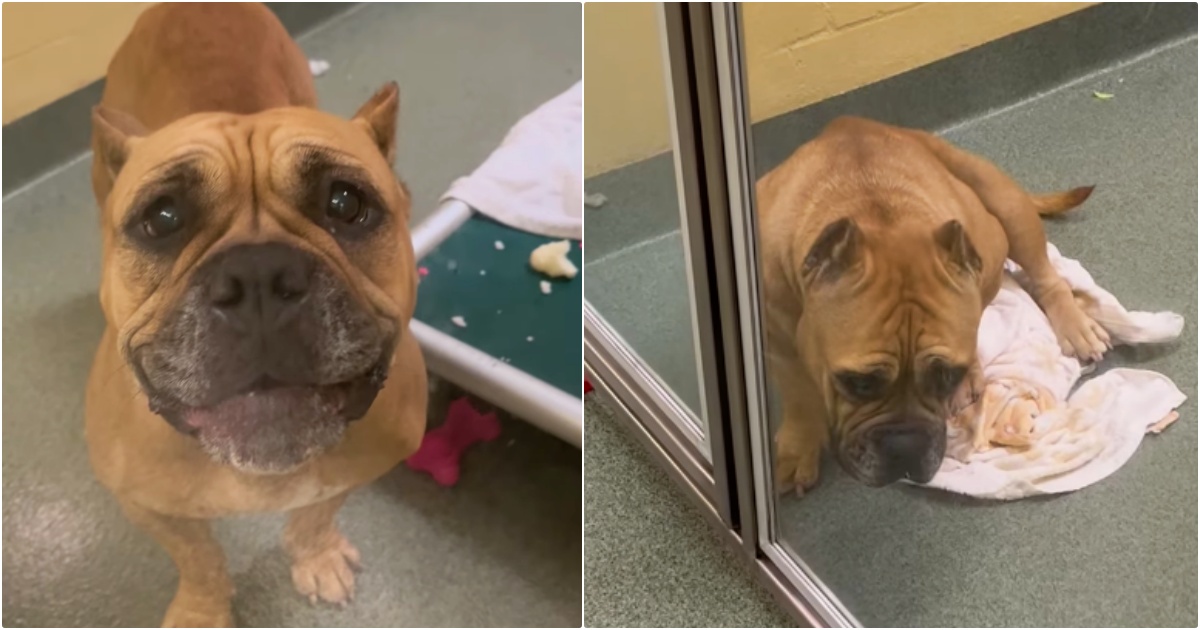 Shelter Dog Tasted Happiness Only To Have It Taken Away