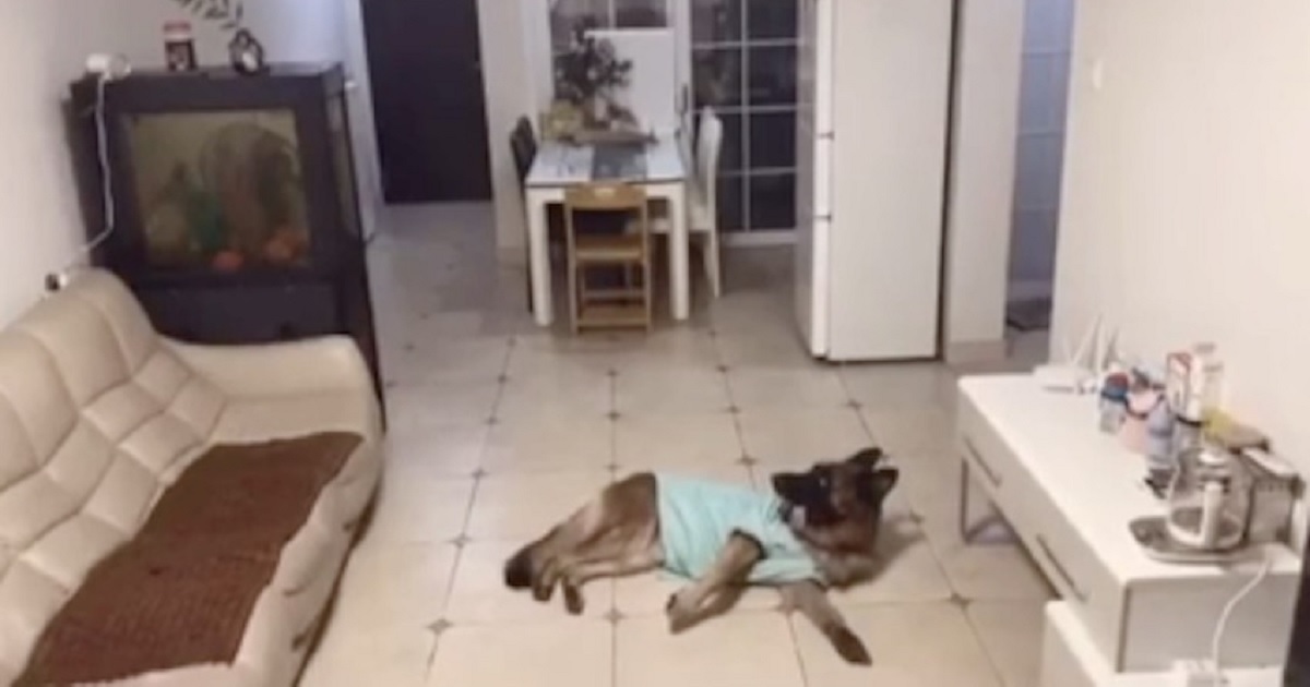 Dog Is Home Alone When Doorbell Rings, Owner Returns Later And Checks Footage