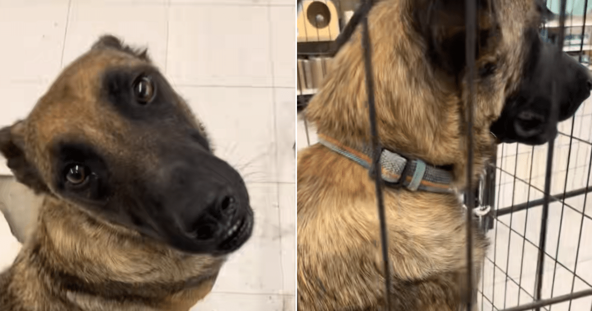 Woman Stops for Cat Litter, Leaves PetSmart With a Rescue Dog Instead