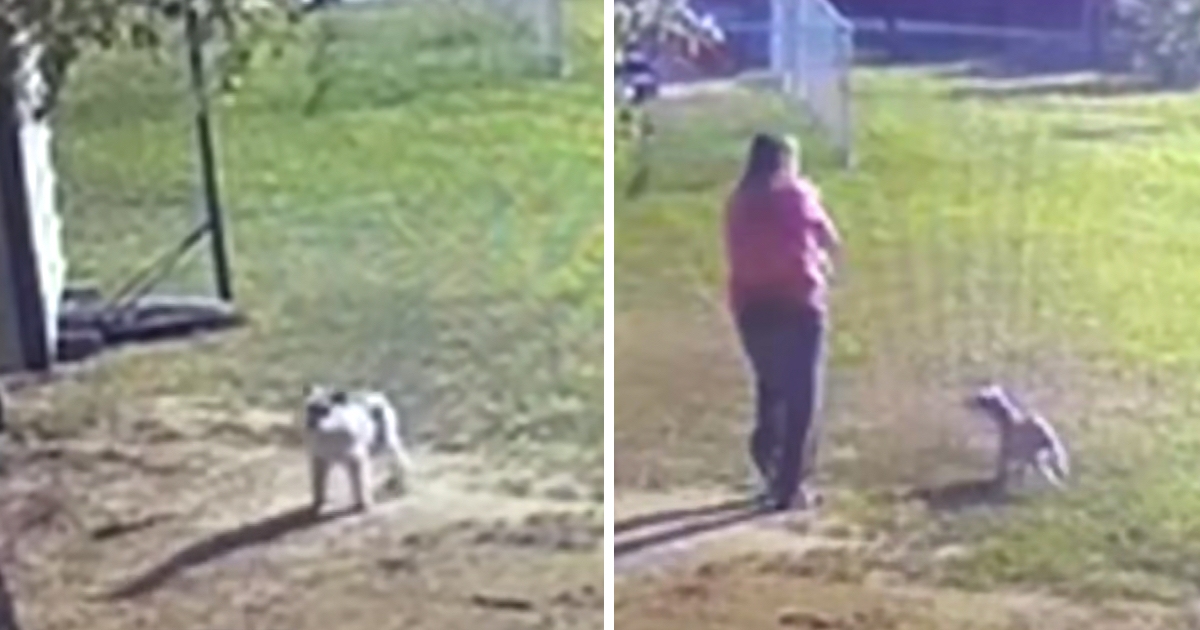 Couple Wakes Up To Their Dog Barking Outside, So They Walk To The Shed