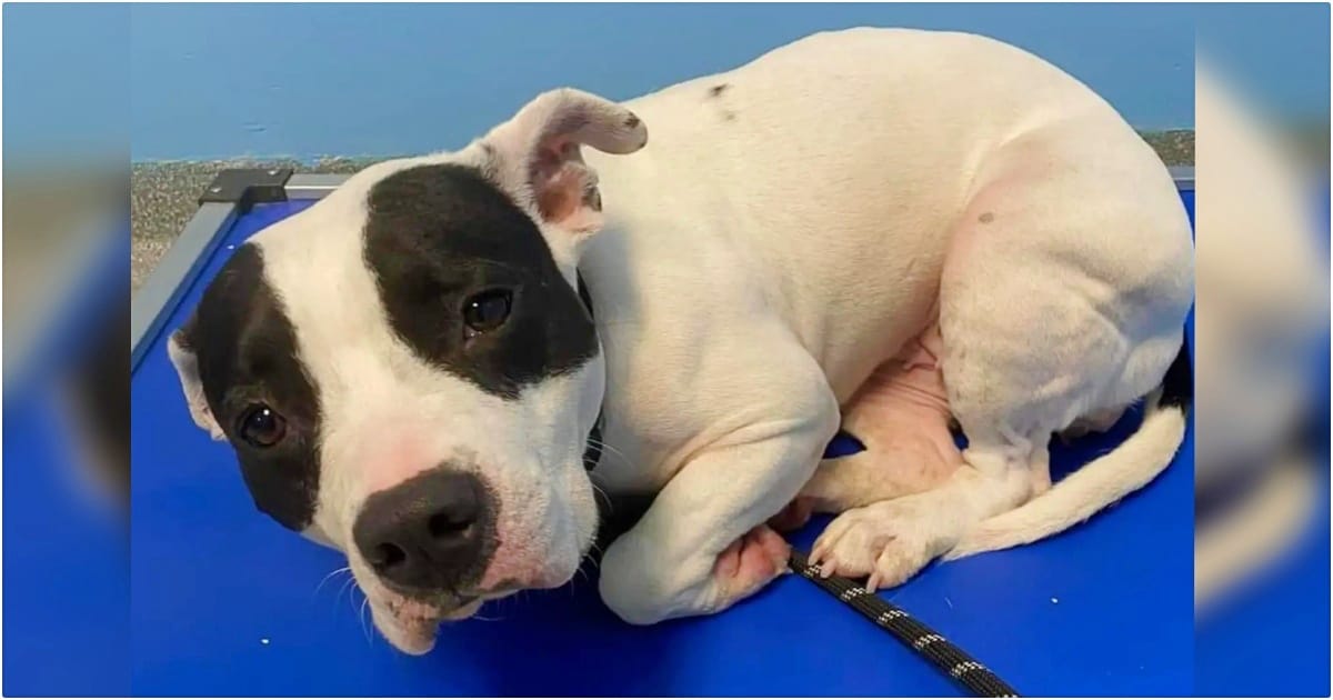 Dog ‘Shines Bright’ Outside Her Kennel, But Few People See It