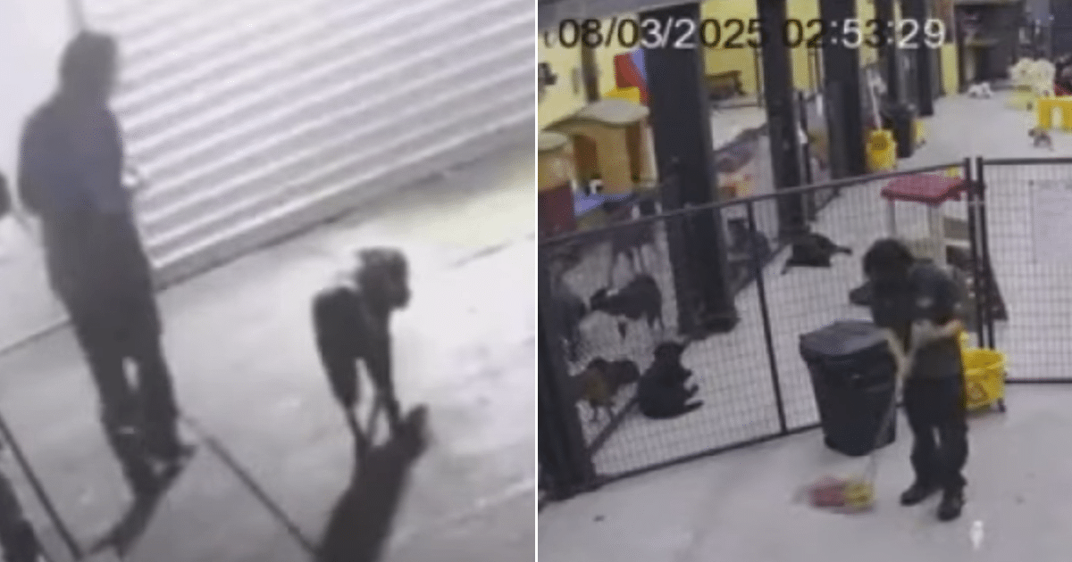 Dog Daycare Shuts Down After Employee Charged with Animal Cruelty Sparks Threats