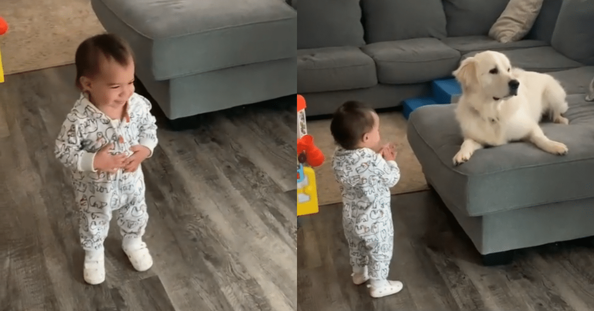 Golden Retriever Can’t Contain His Excitement When Sis Takes First Steps