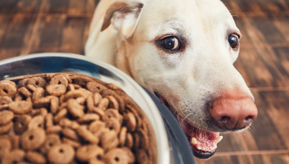 What If Your Dog’s Food Is the ‘Ultimate’ Health Solution?