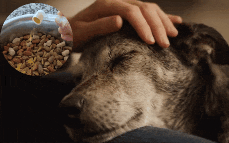 If Your Dog Eats Dry Food (Most Dog Owners Don't Know This)