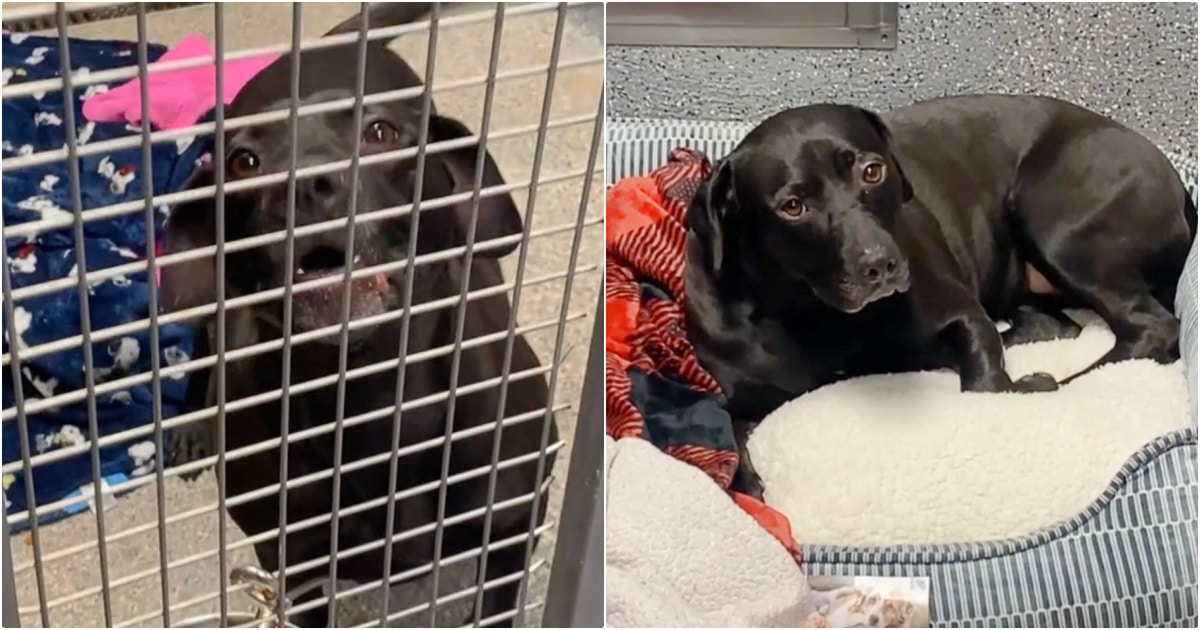 Tears When Dog Adopted After 3 Years In Shelter Is Returned Within Hours