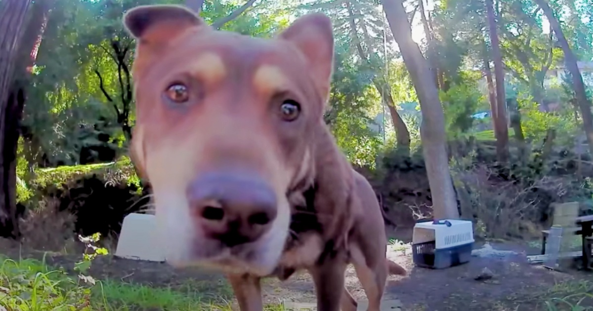 Stray Fighting Off Coyotes On Wildlife Cam Motivates Family To Intervene