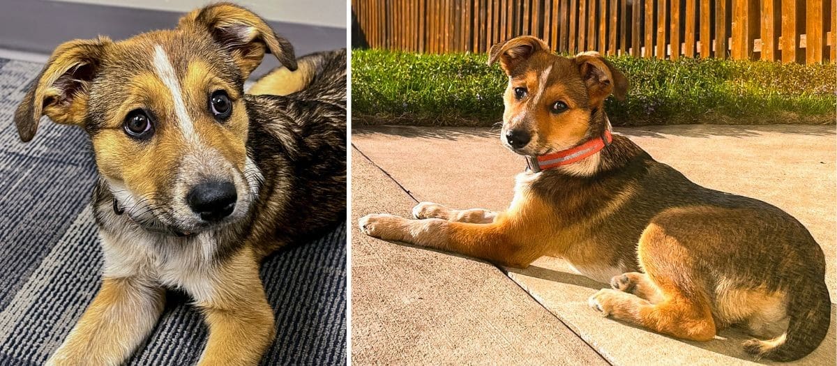 Help Dogs Like Jelly Get The Love & Care They Deserve