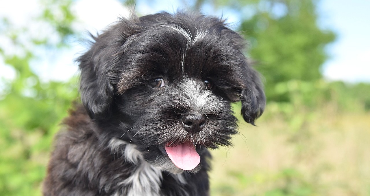 10 Dog Breeds That Are The Best At Cuddling On Rainy Days