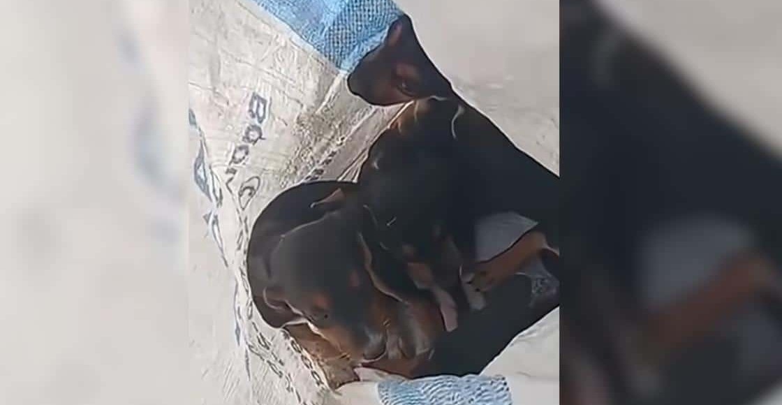 Thrown Away Puppies Find Love in a Sanctuary of Hope