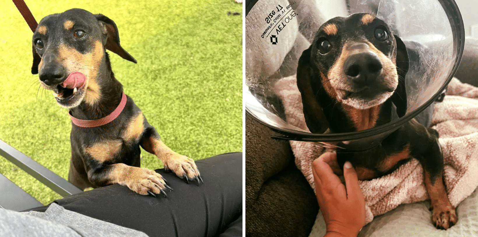 This Cuddly, Sweet, Senior Dachshund Needs You!
