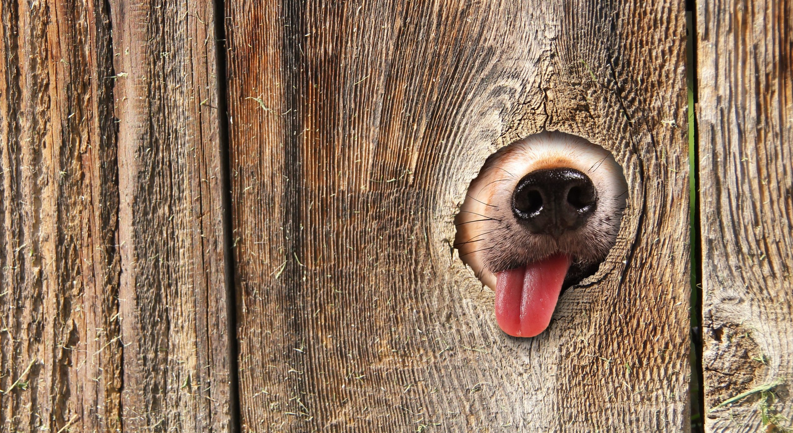 11 Best Invisible Dog Fences