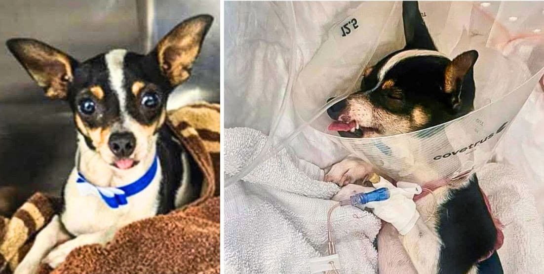 Help Heal Digby's Broken Body